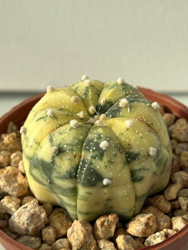Astrophytum asterias variegata