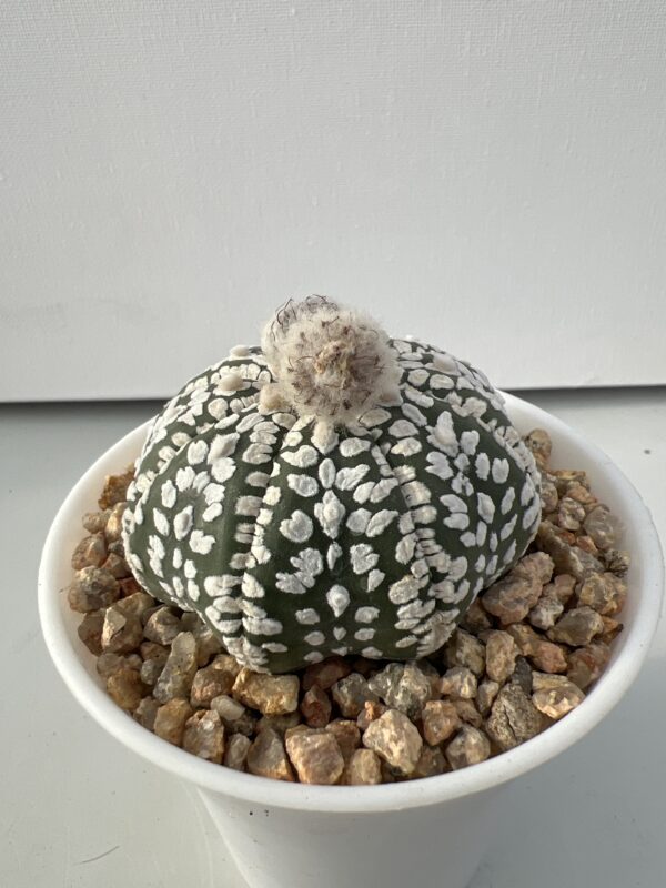 Astrophytum asterias cv. Super Kabuto