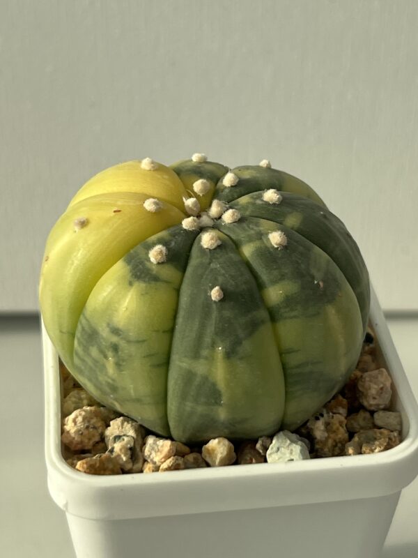 Astrophytum asterias nudum variegata