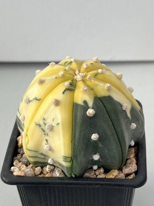 Astrophytum asterias nudum variegata Star Shape