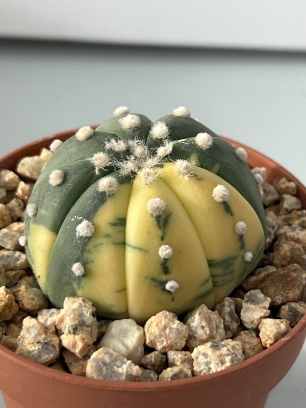 Astrophytum asterias nudum variegatum