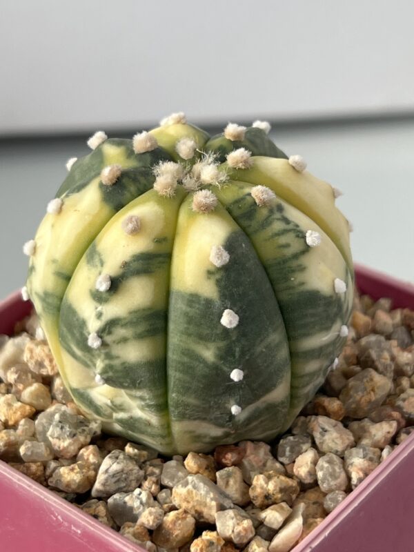 Astrophytum asterias nudum variegatum