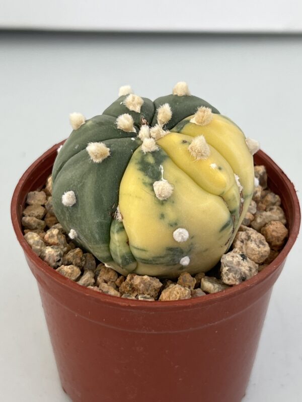 Astrophytum asterias nudum variegatum (Fukuryu)