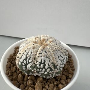 Astrophytum asterias cv. Super Kabuto 7-ribs