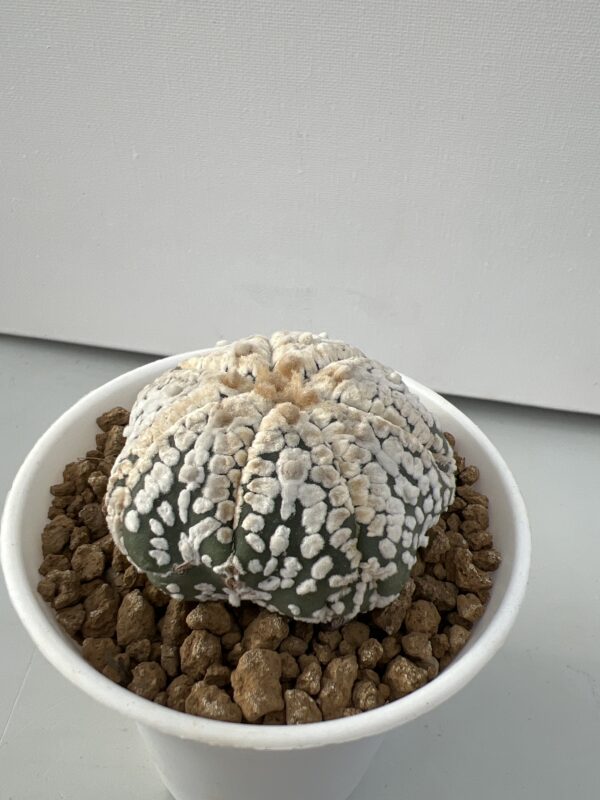 Astrophytum asterias cv. Super Kabuto 7-ribs