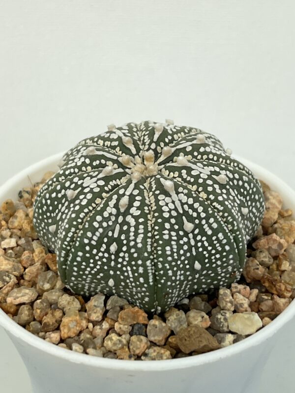 Astrophytum asterias cv. Miracle