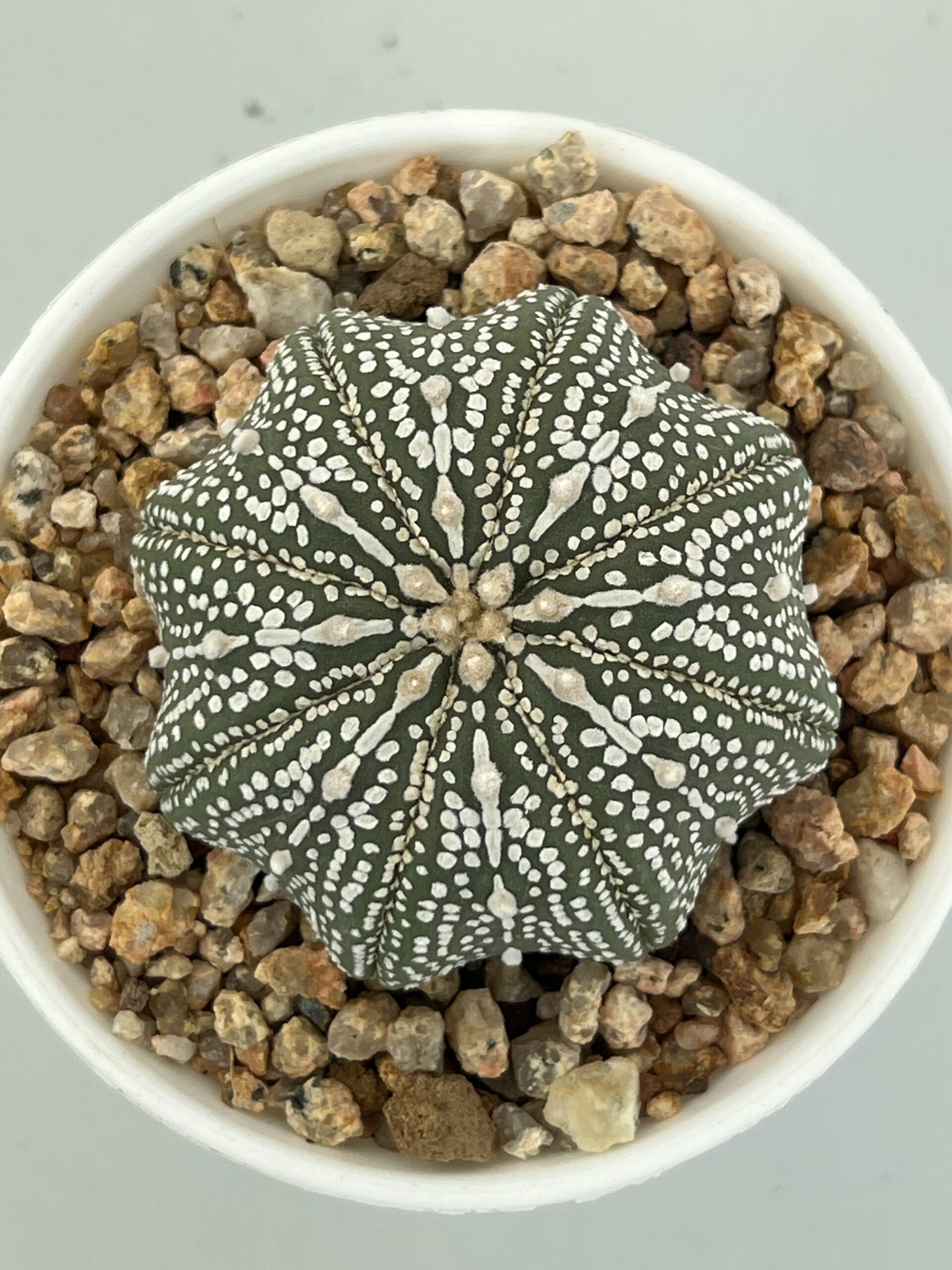 Astrophytum asterias cv. Miracle — изображение 2
