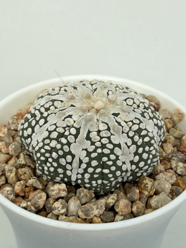 Astrophytum asterias cv. Super Kabuto Miracle