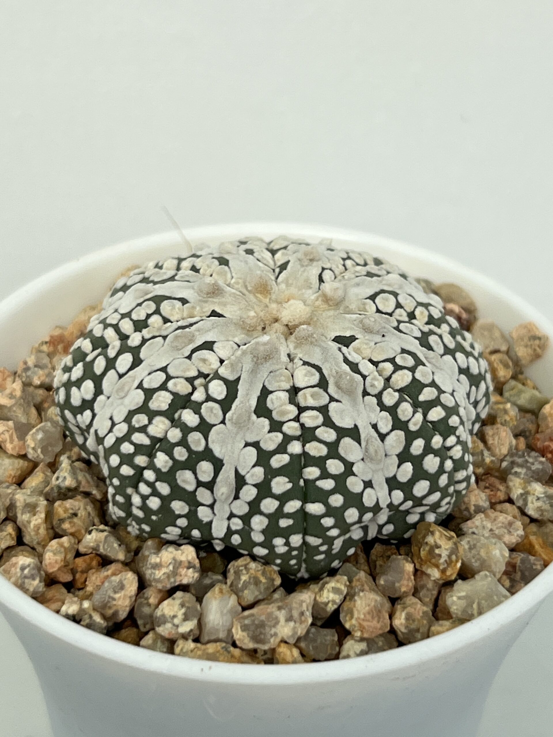 Astrophytum asterias cv. Super Kabuto Miracle