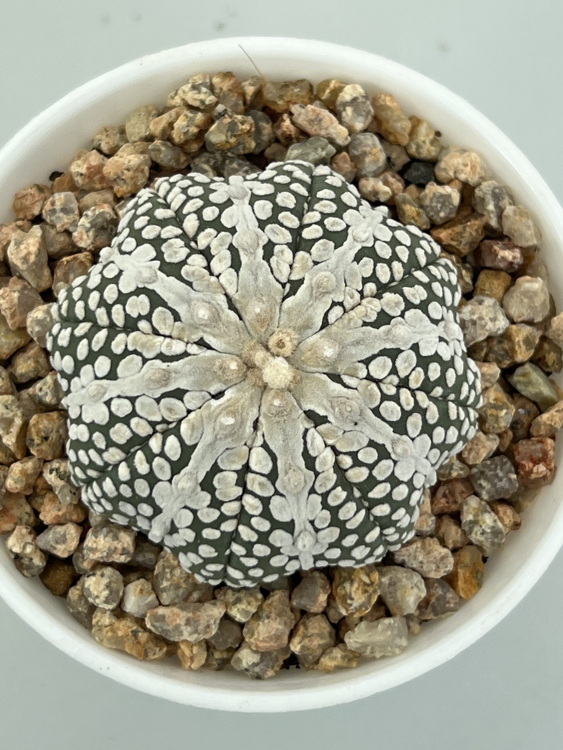 Astrophytum asterias cv. Super Kabuto Miracle - Imagen 2