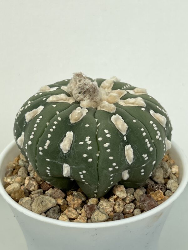 Astrophytum asterias cv. Nudum Hakujo-type