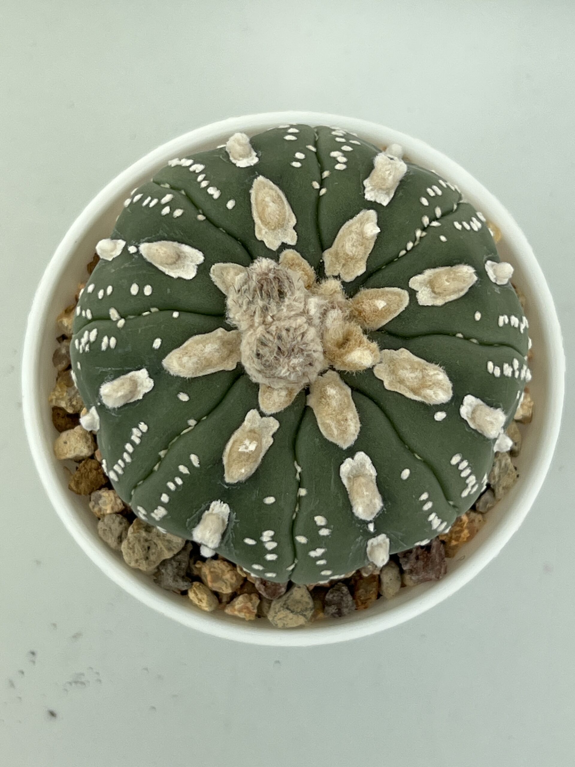 Astrophytum asterias cv. Nudum Hakujo-type - Imagen 2