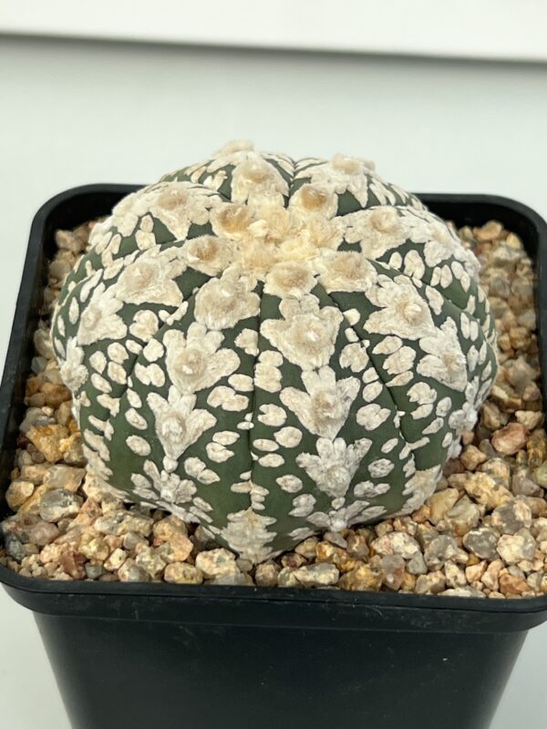 Astrophytum asterias cv. Super Kabuto V-type (Hanaizumi)