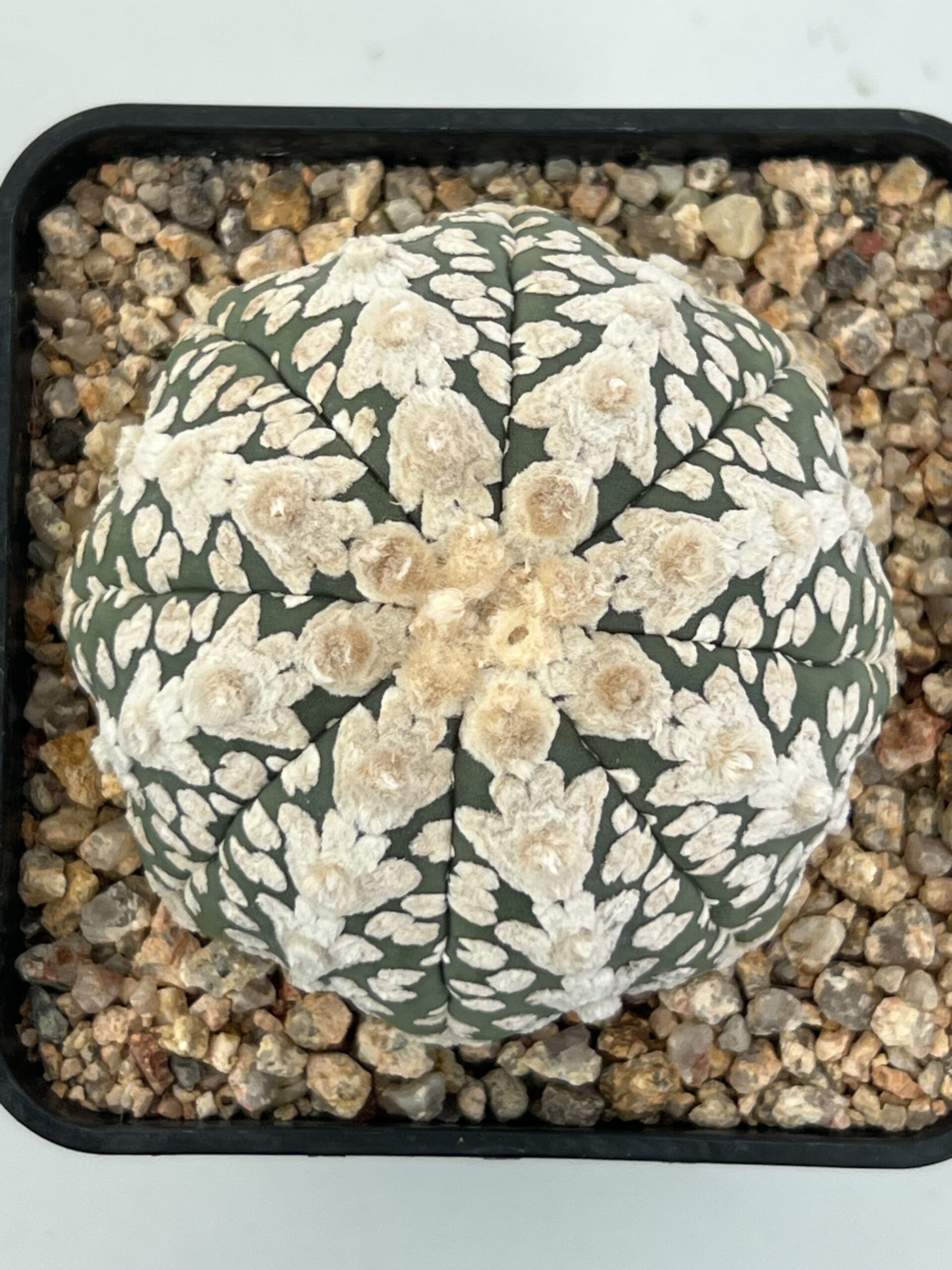 Astrophytum asterias cv. Super Kabuto V-type (Hanaizumi) - Image 3