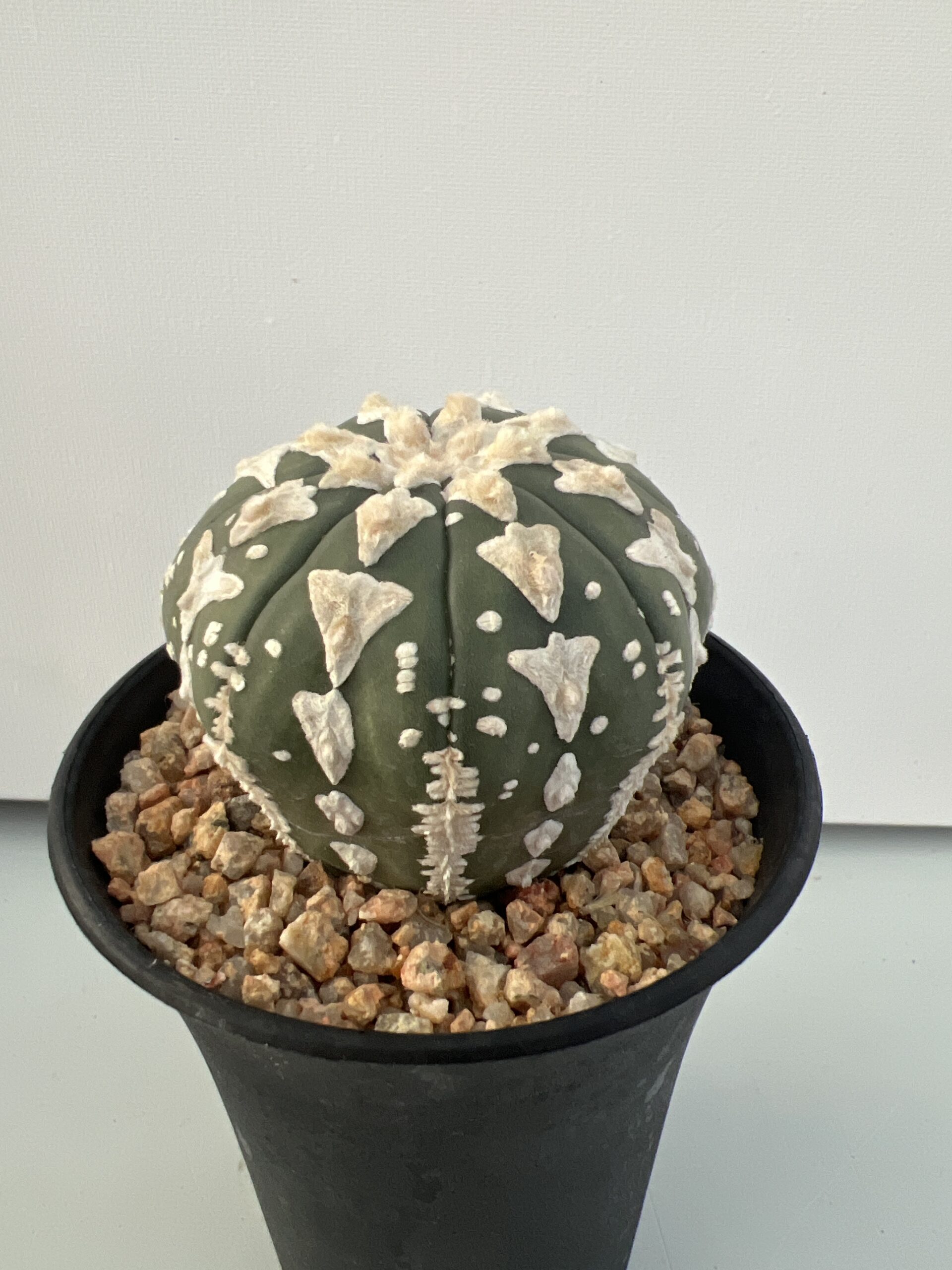 Astrophytum asterias nudum Big V type - Imagen 2
