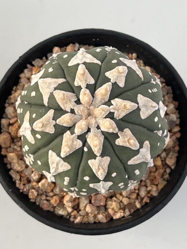 Astrophytum asterias nudum Big V type