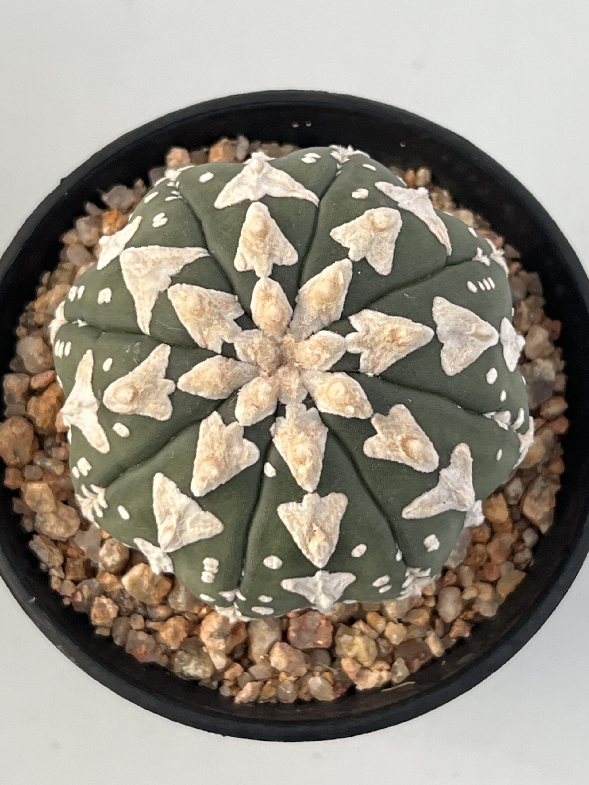 Astrophytum asterias nudum Big V type