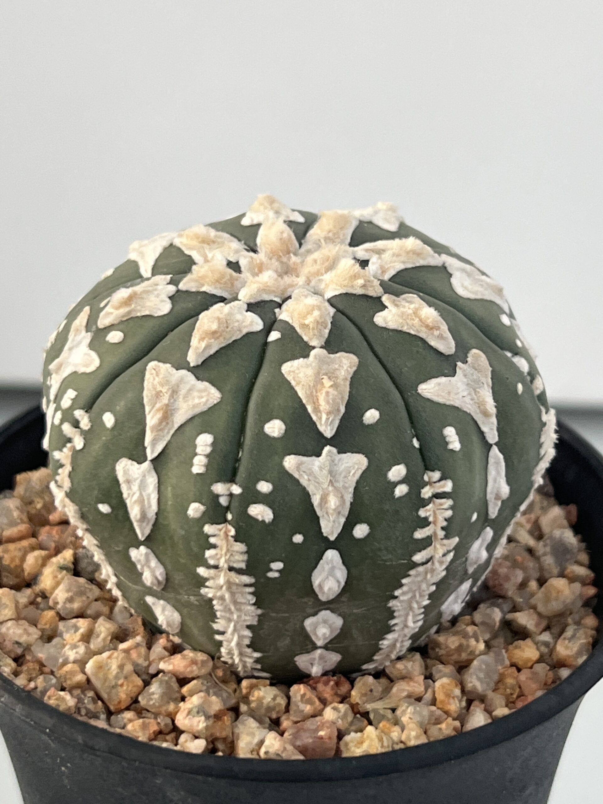 Astrophytum asterias nudum Big V type - Imagen 3