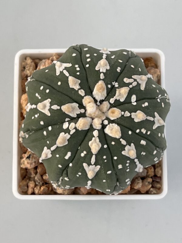 Astrophytum asterias nudum V type