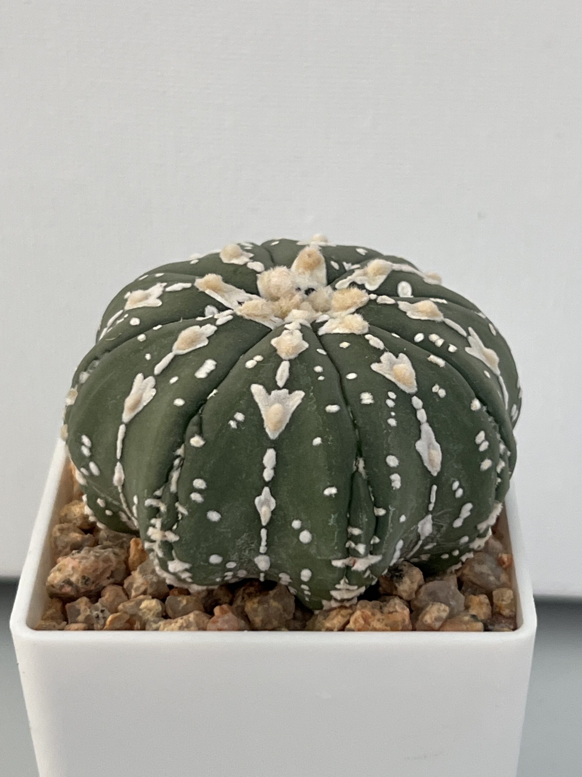 Astrophytum asterias nudum V type - Image 2