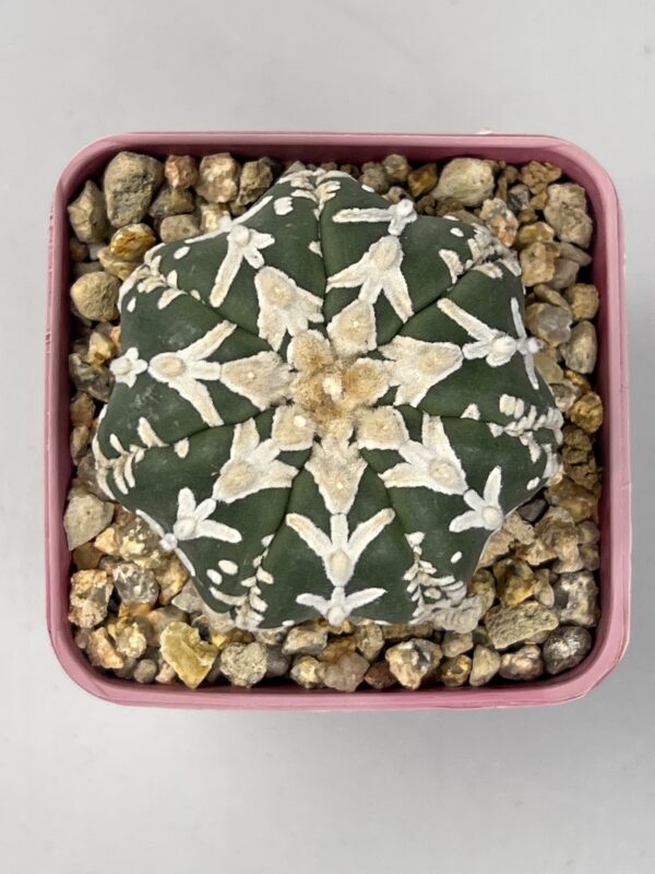 Astrophytum asterias nudum V type