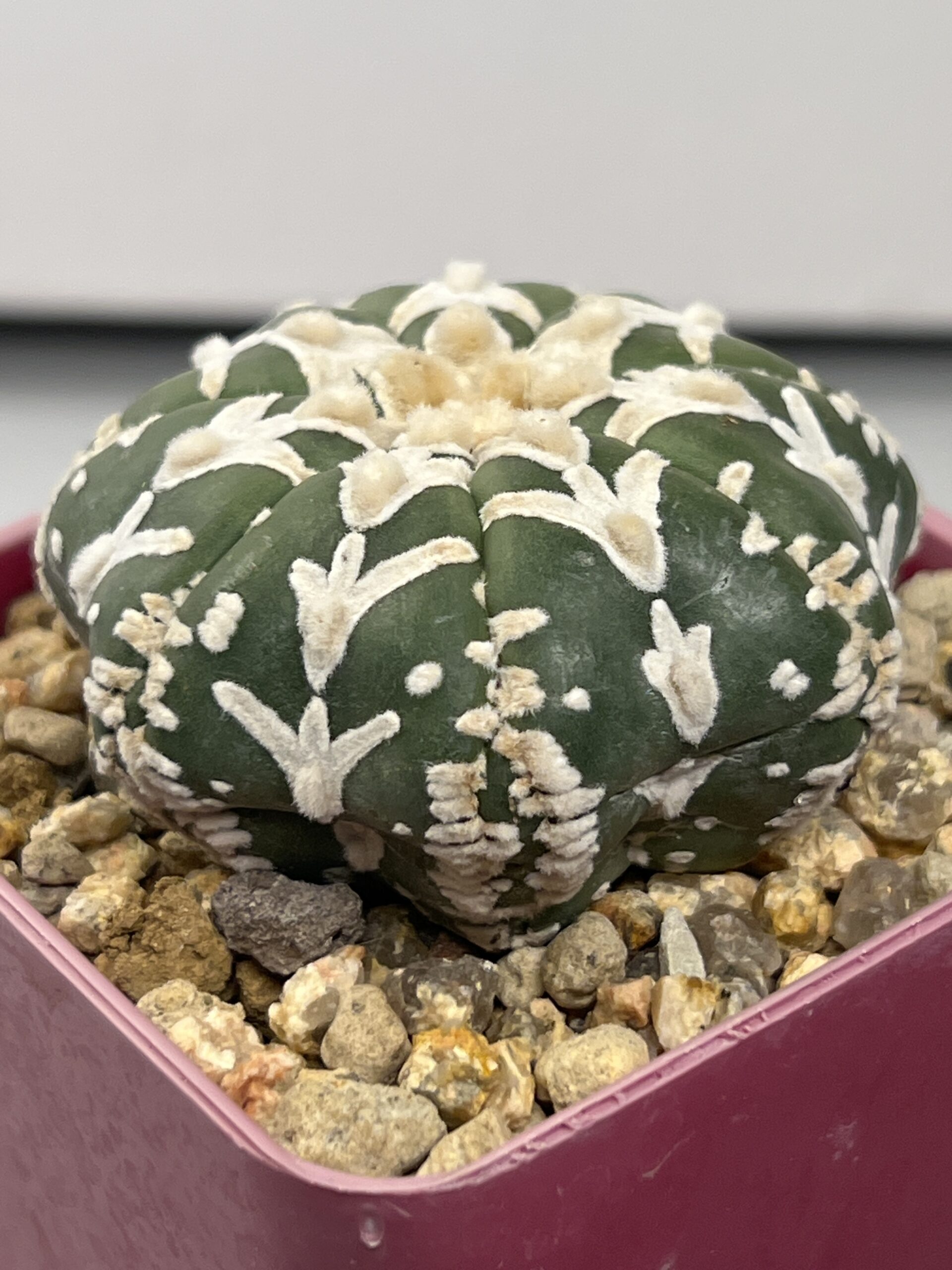 Astrophytum asterias nudum V type - Image 2