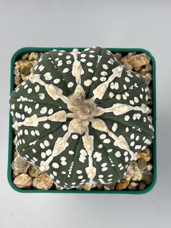 Astrophytum asterias cv. Hakujo V type