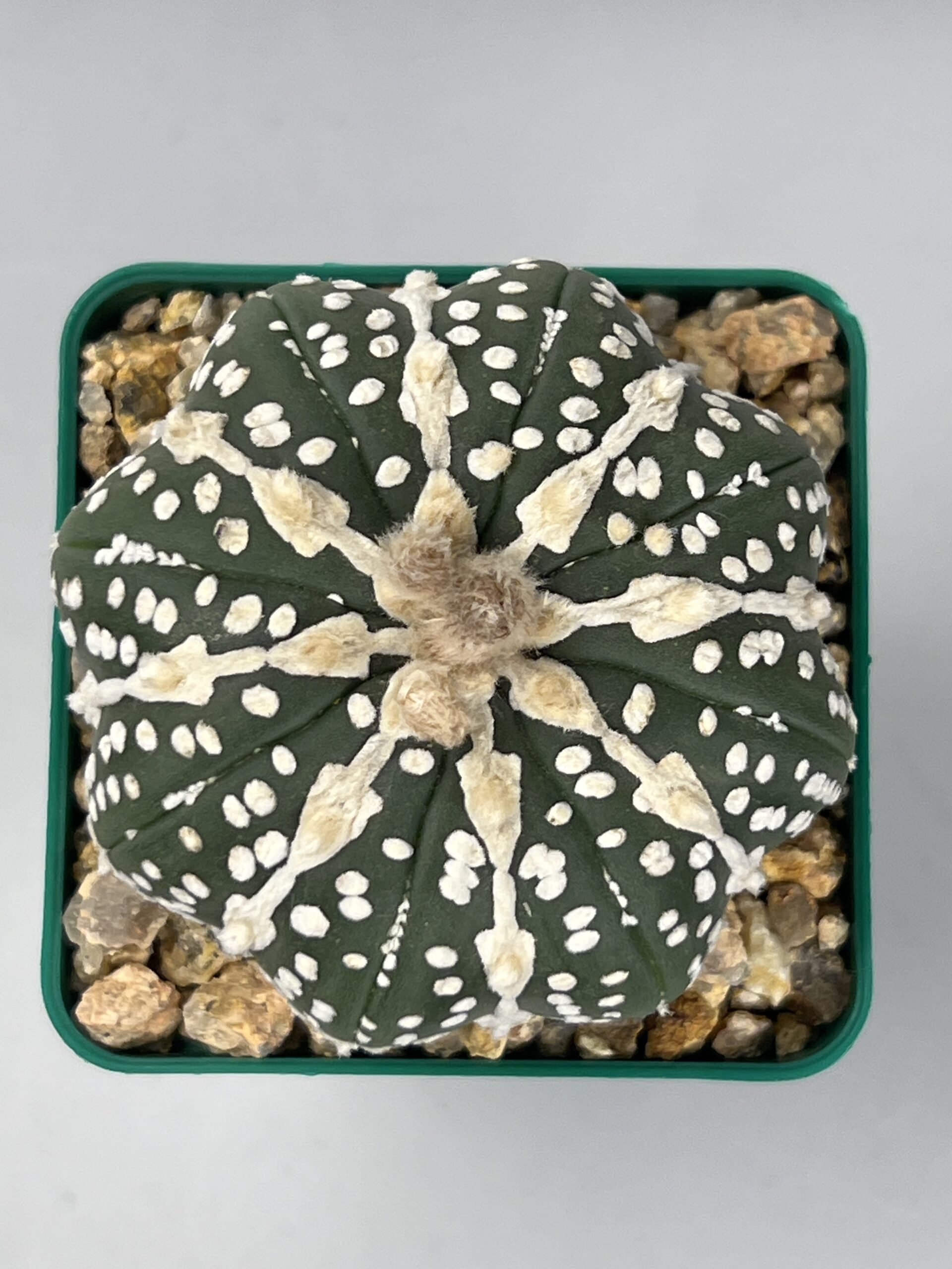 Astrophytum asterias cv. Hakujo V type