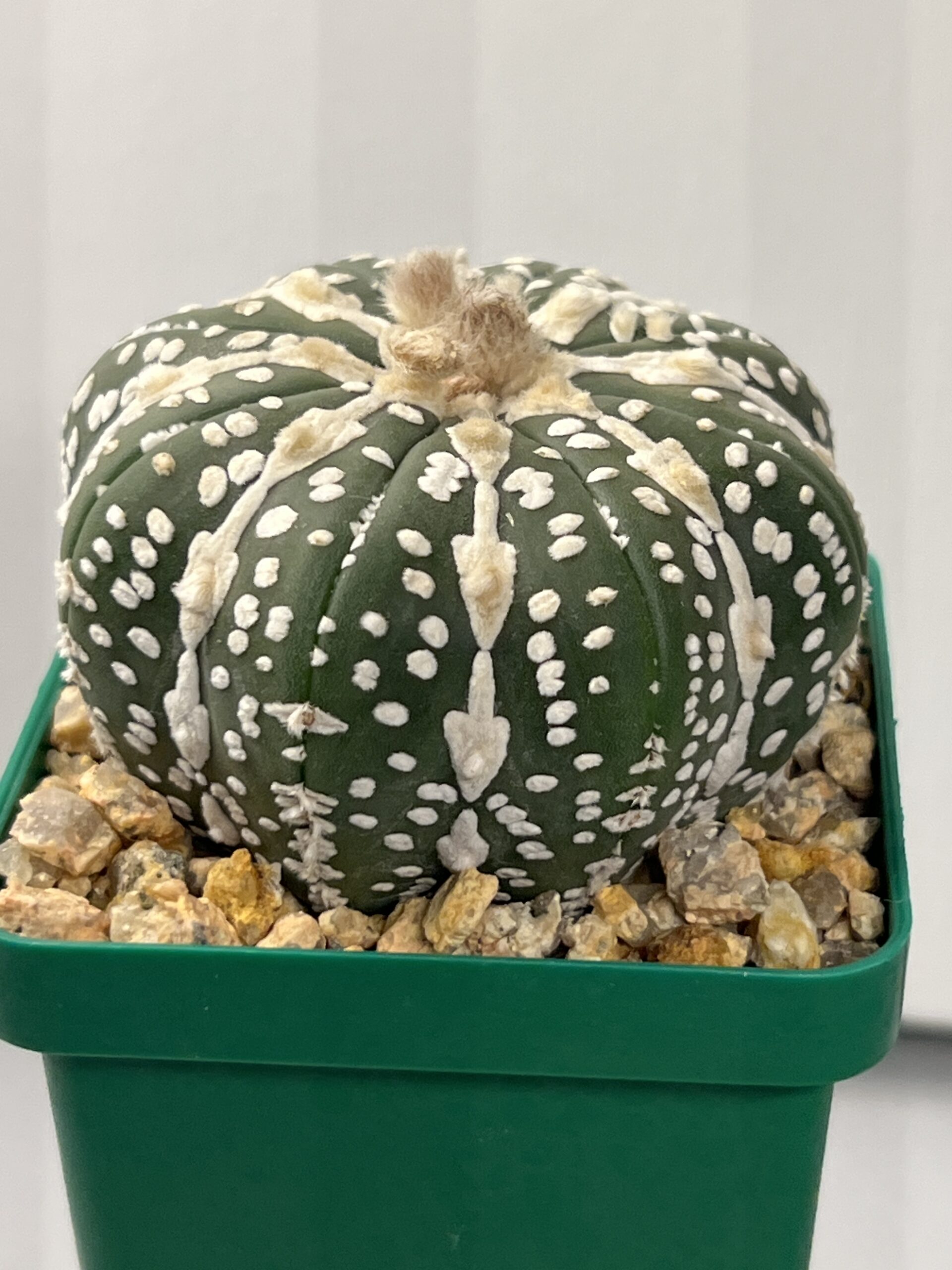 Astrophytum asterias cv. Hakujo V type — изображение 2