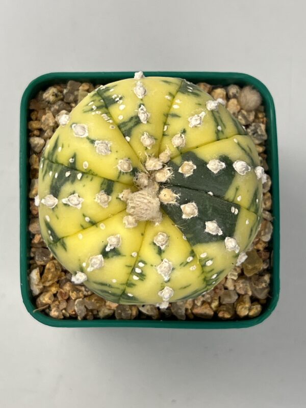 Astrophytum asterias variegatum