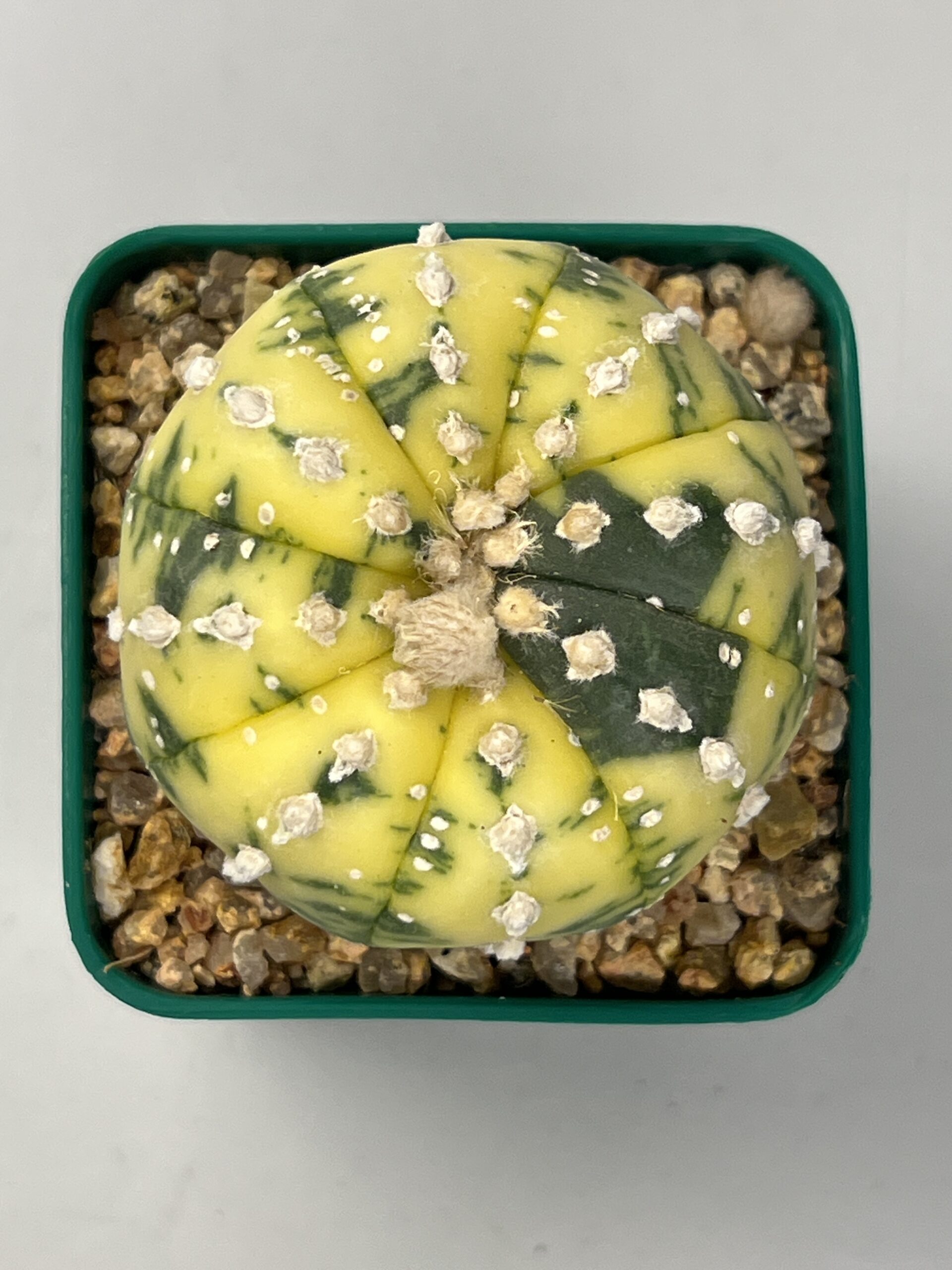 Astrophytum asterias variegatum