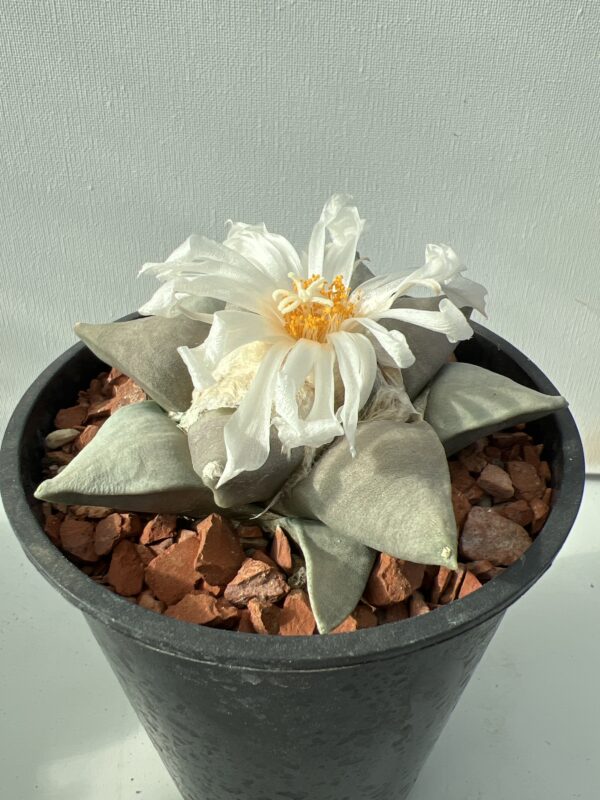 Ariocarpus retusus