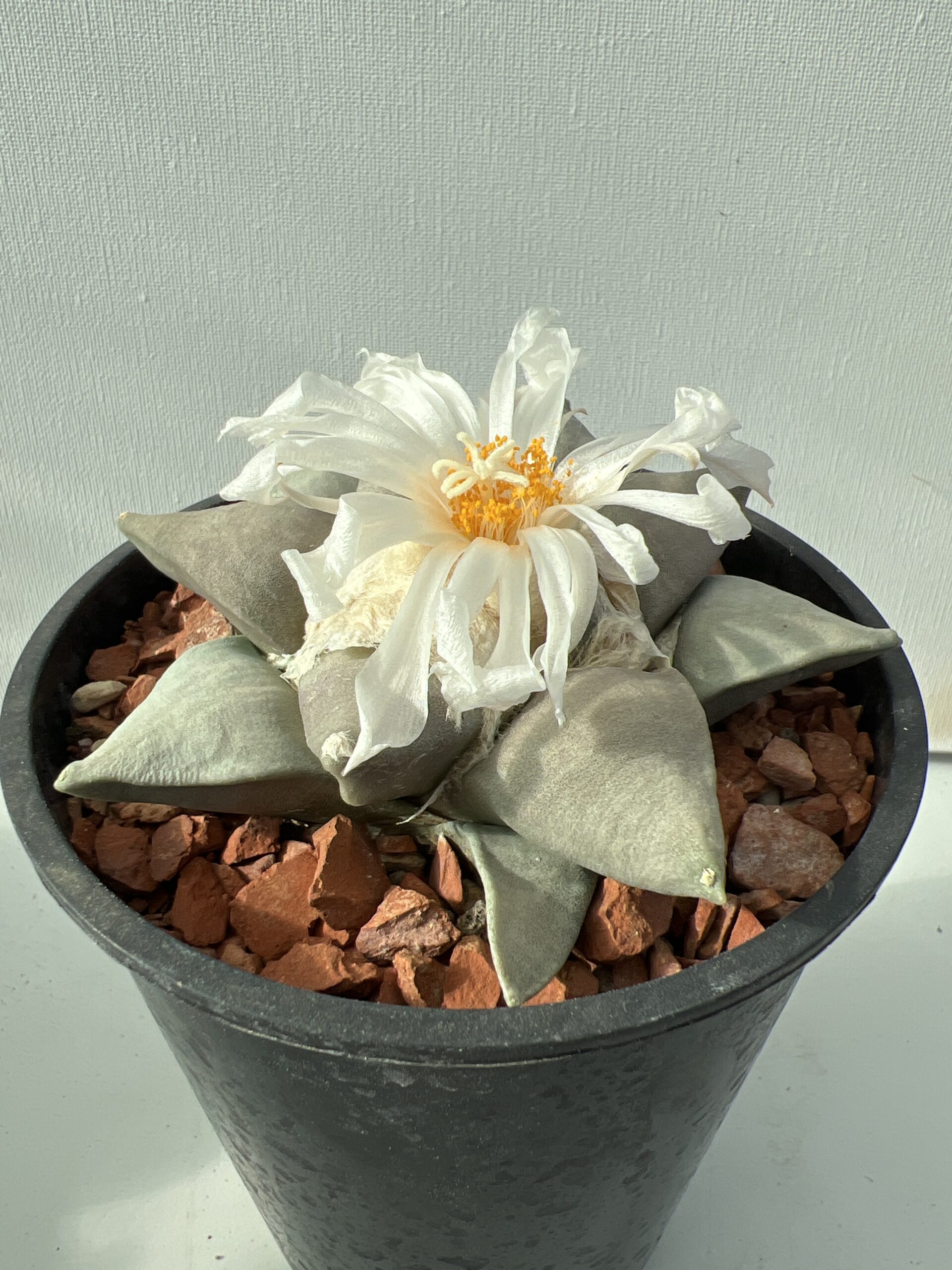 Ariocarpus retusus