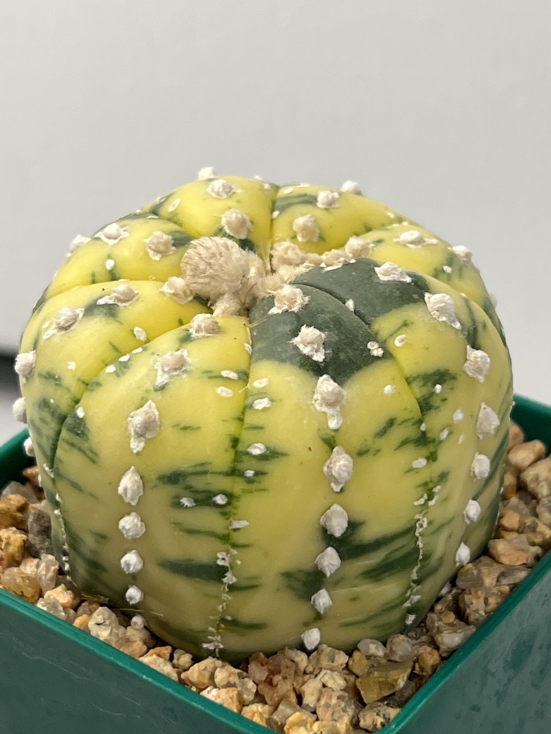 Astrophytum asterias variegatum - Imagen 2