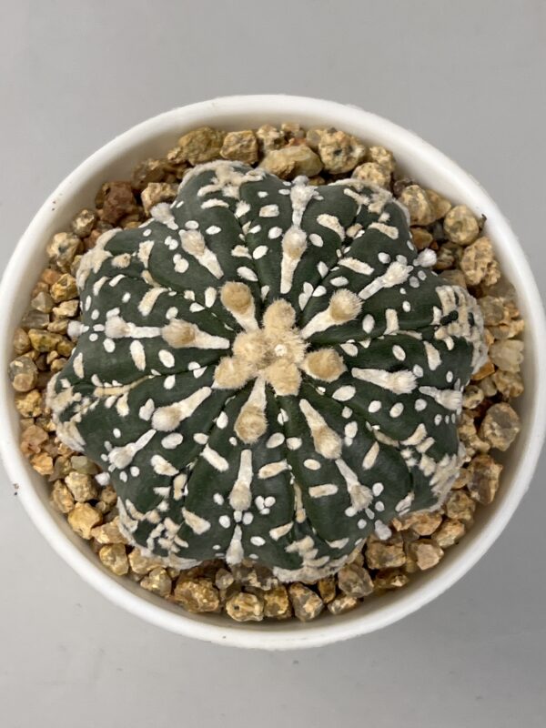 Astrophytum asterias cv. Super Kabuto Star Shape