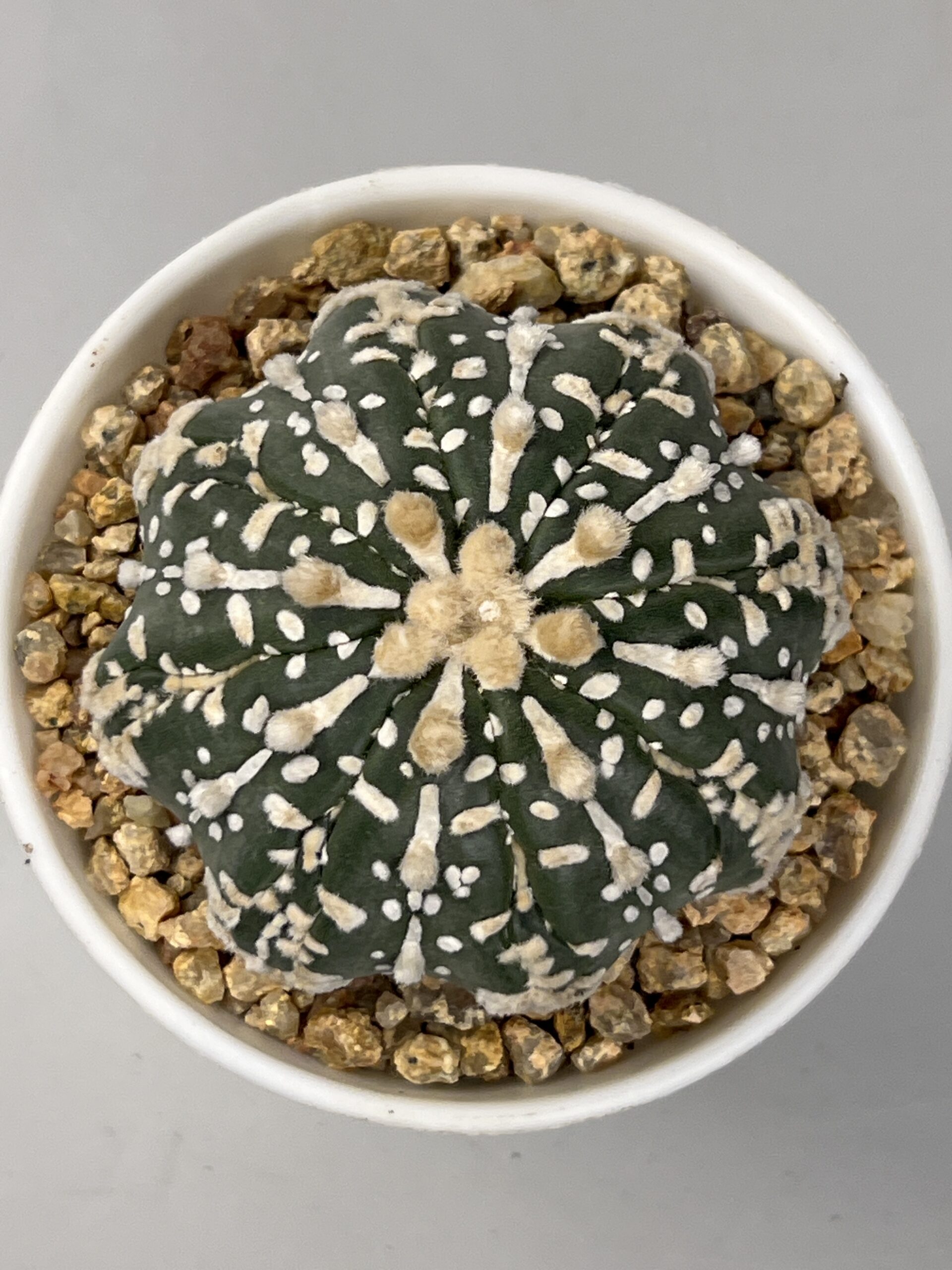 Astrophytum asterias cv. Super Kabuto Star Shape