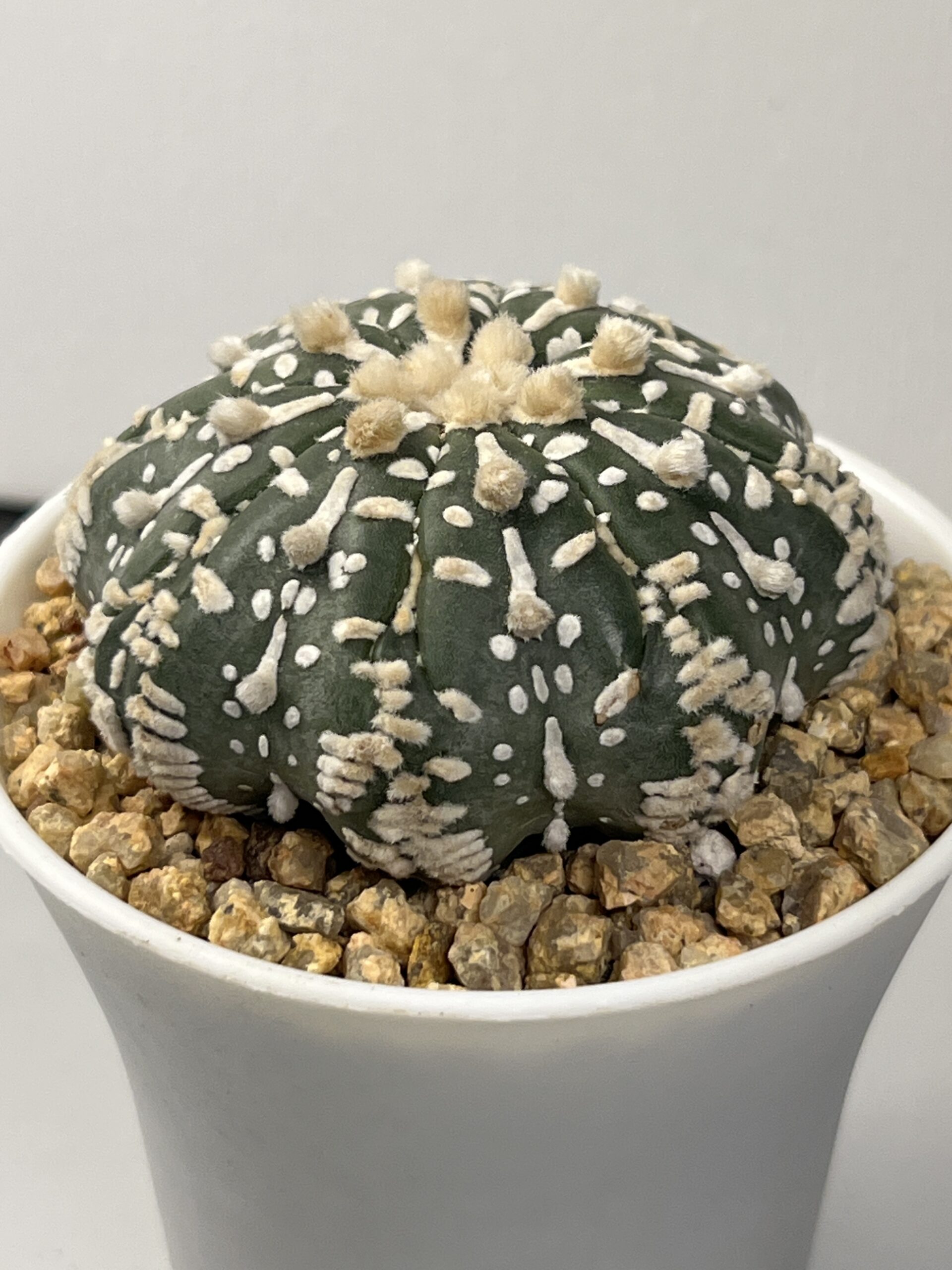 Astrophytum asterias cv. Super Kabuto Star Shape - Imagen 2