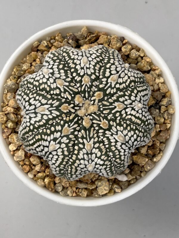 Astrophytum asterias cv. Super Kabuto V type Star Shape