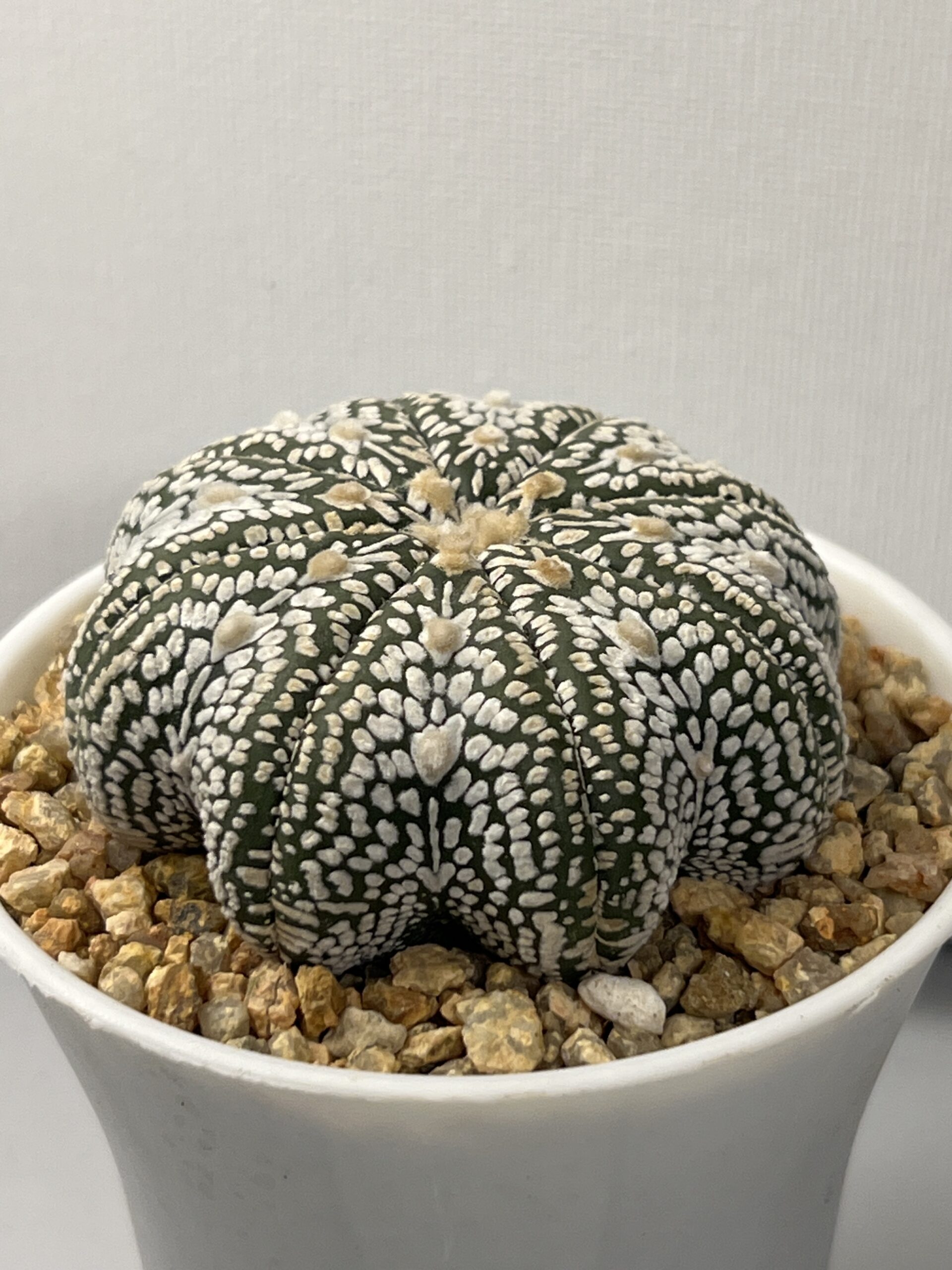 Astrophytum asterias cv. Super Kabuto V type Star Shape - Imagen 2