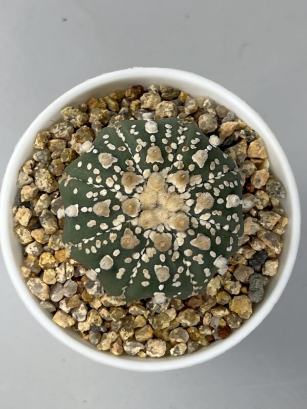 Astrophytum asterias cv. Super Kabuto