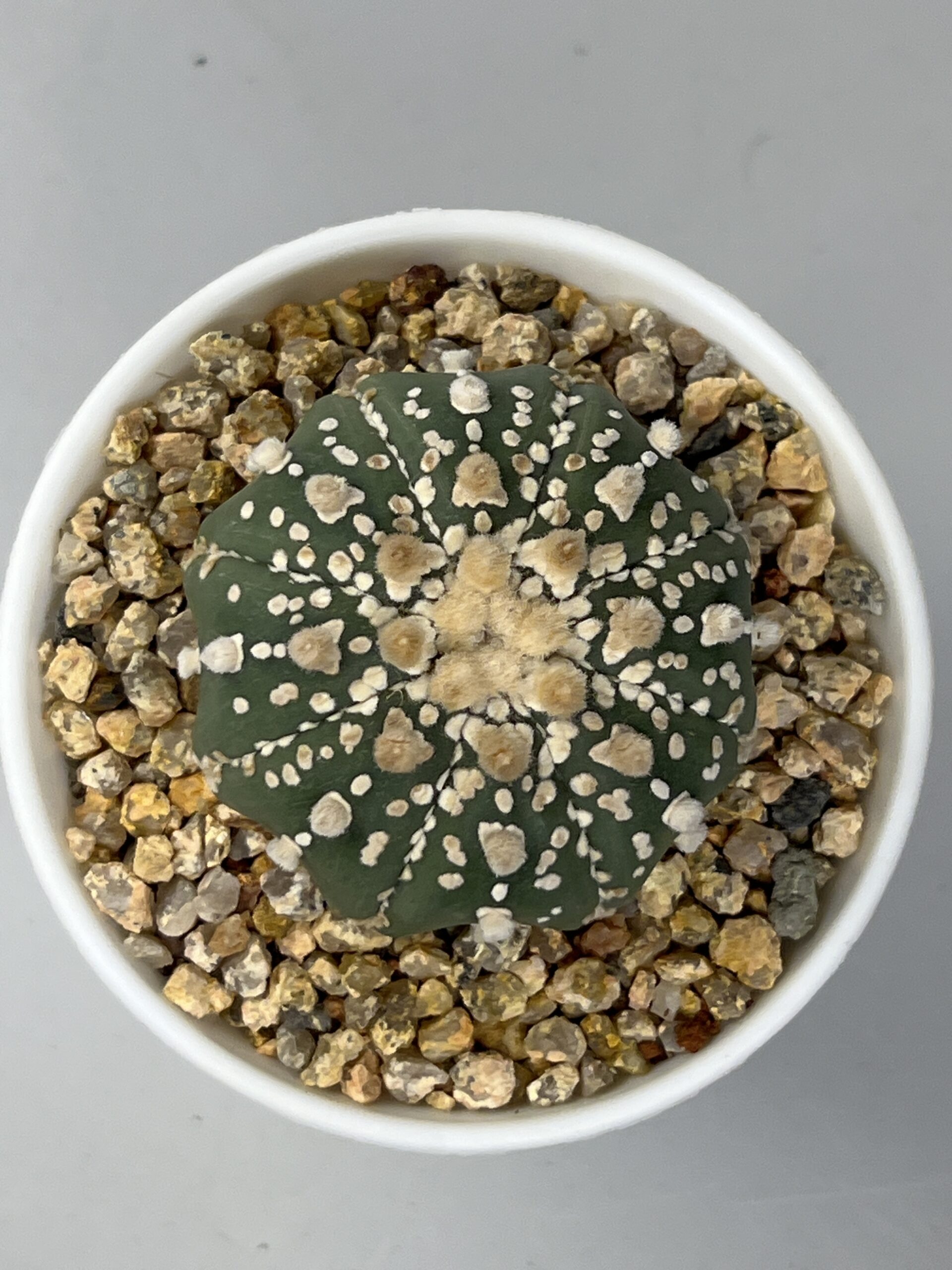 Astrophytum asterias cv. Super Kabuto