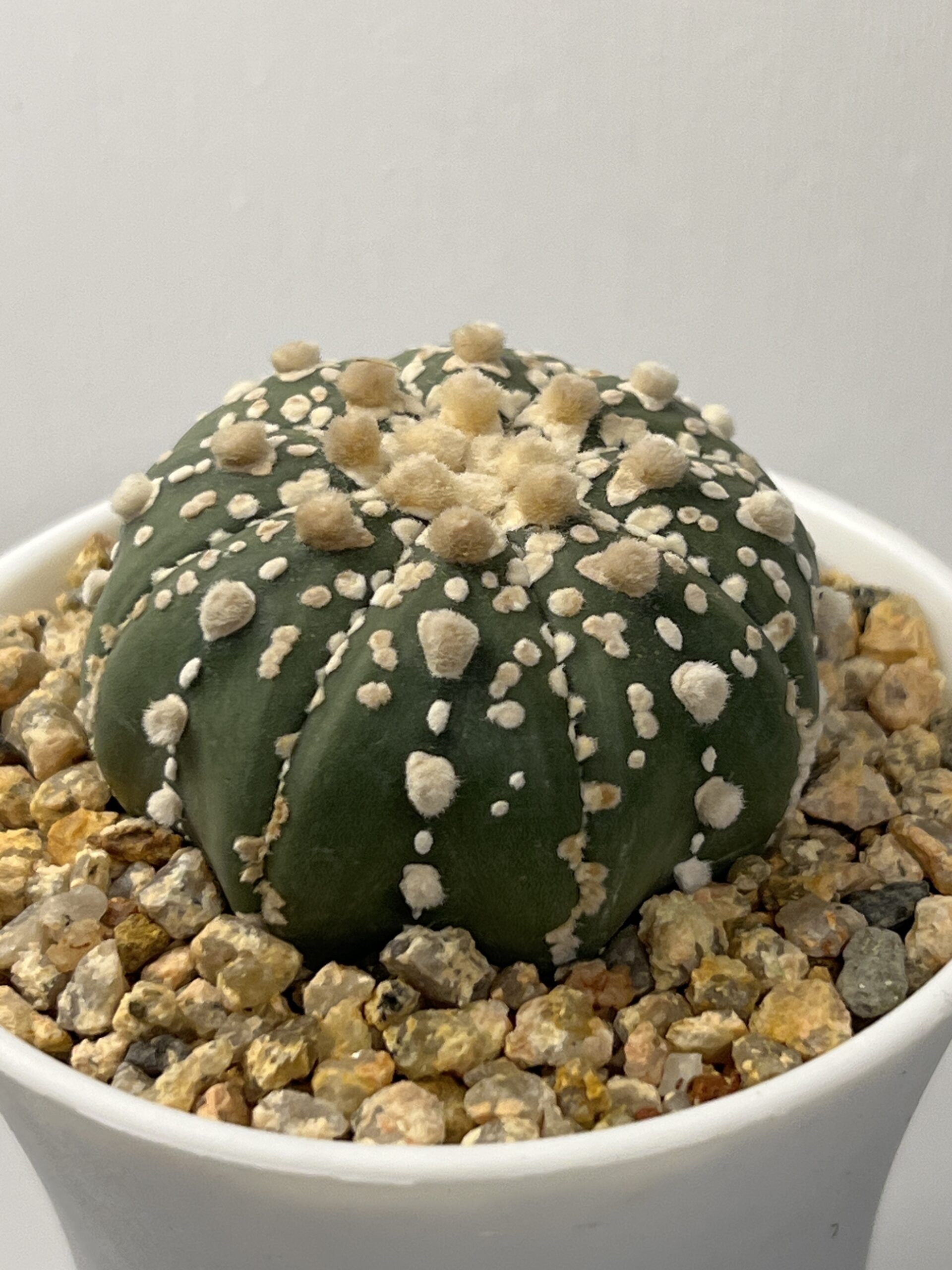 Astrophytum asterias cv. Super Kabuto - Imagen 2