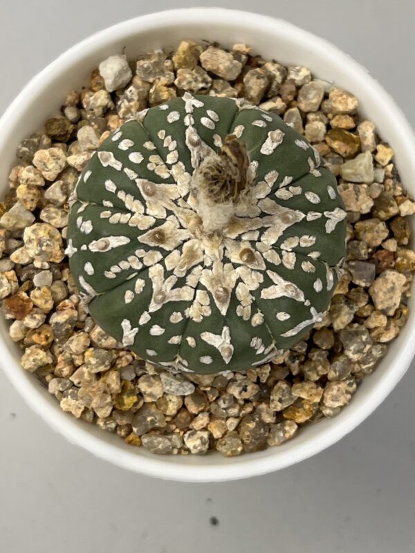 Astrophytum asterias cv. Super Kabuto V type