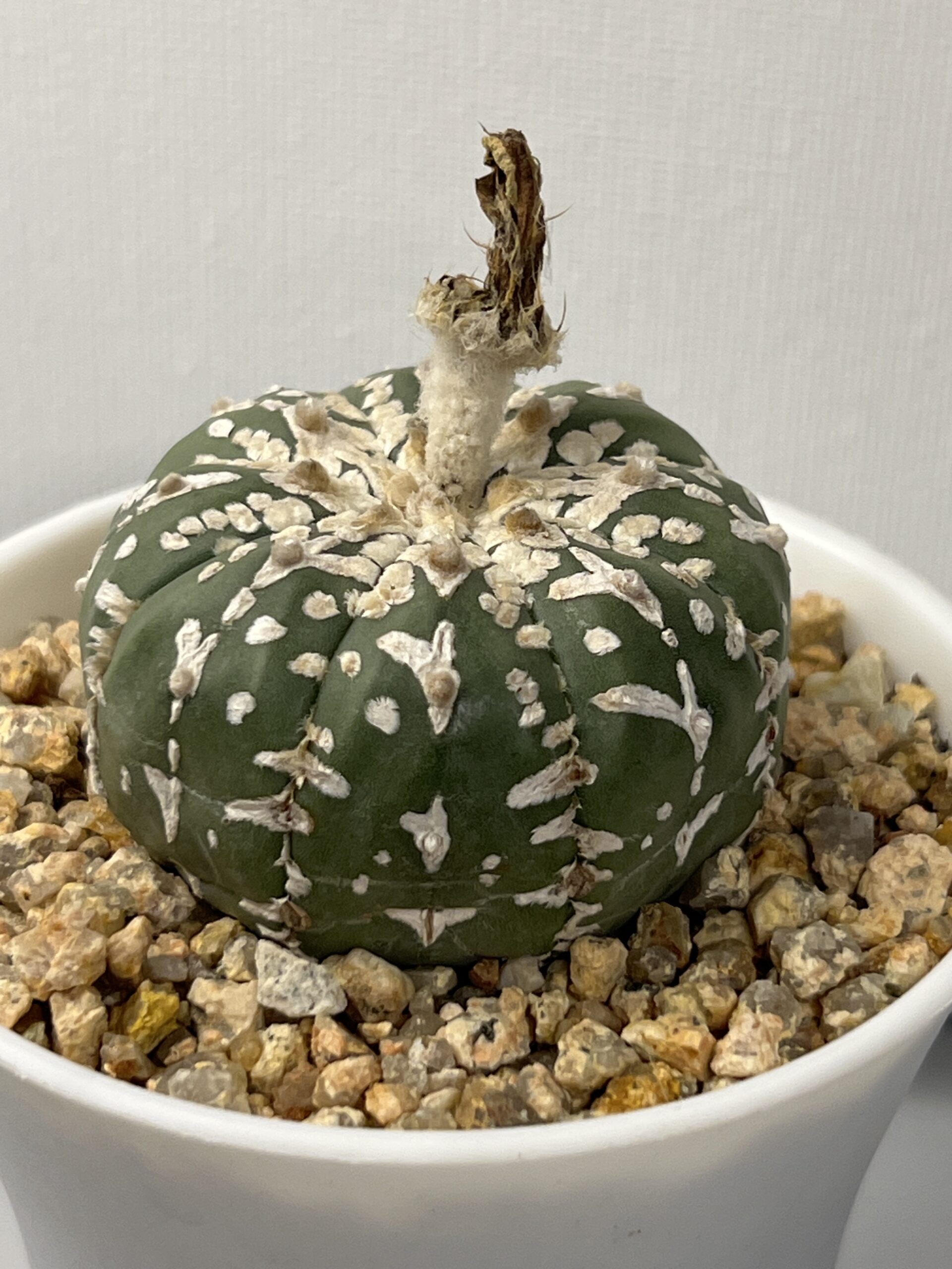 Astrophytum asterias cv. Super Kabuto V type - Imagen 2
