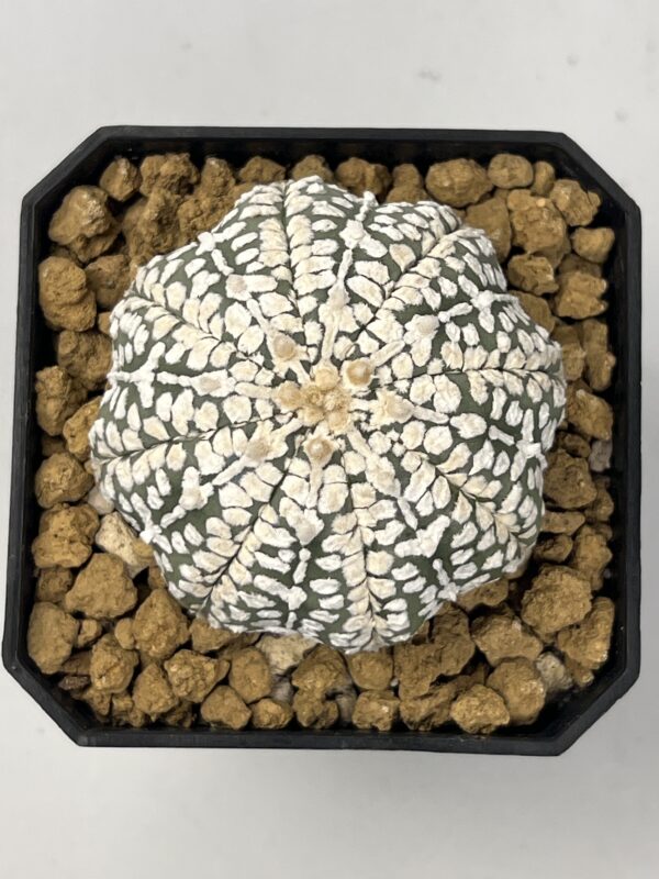 Astrophytum asterias cv. Super Kabuto Snow