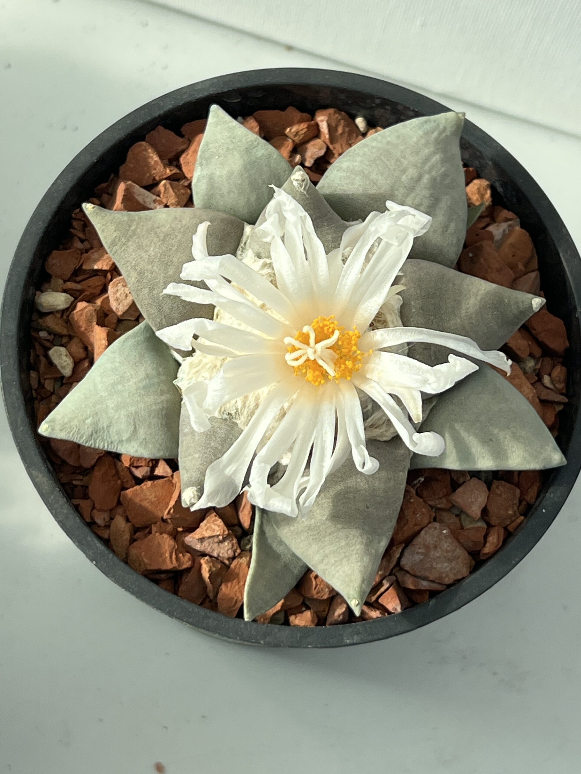 Ariocarpus retusus - Imagen 2