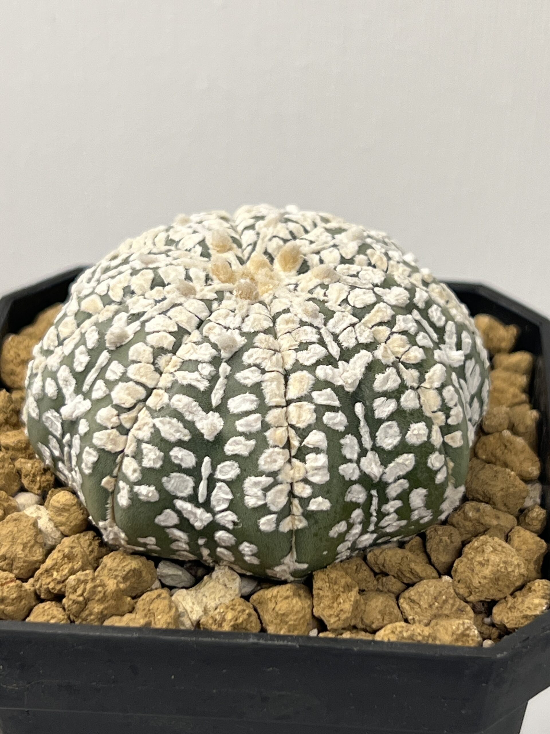 Astrophytum asterias cv. Super Kabuto Snow — изображение 2