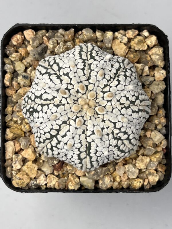 Astrophytum asterias cv. Super Kabuto Snow Star Shape