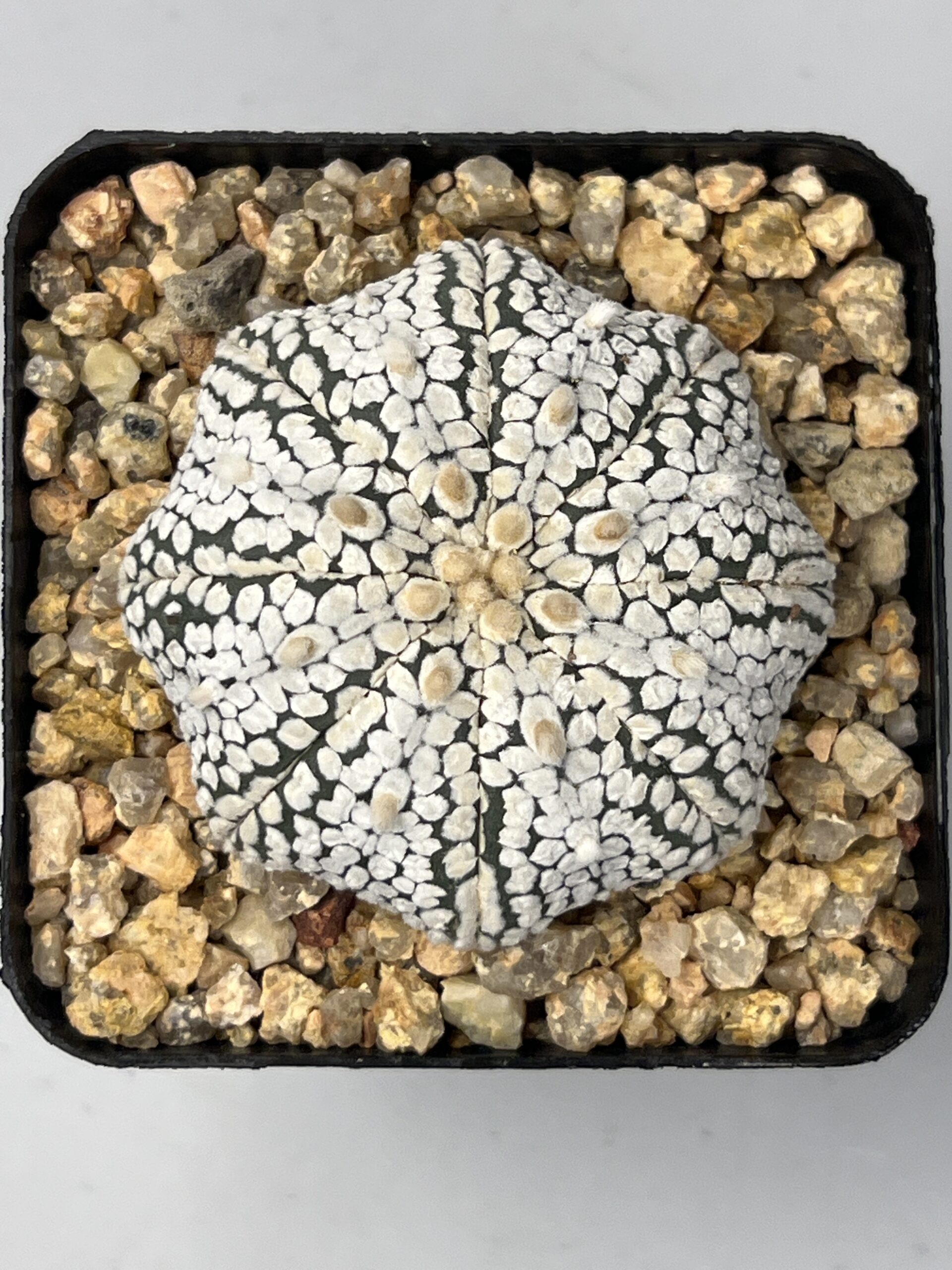 Astrophytum asterias cv. Super Kabuto Snow Star Shape