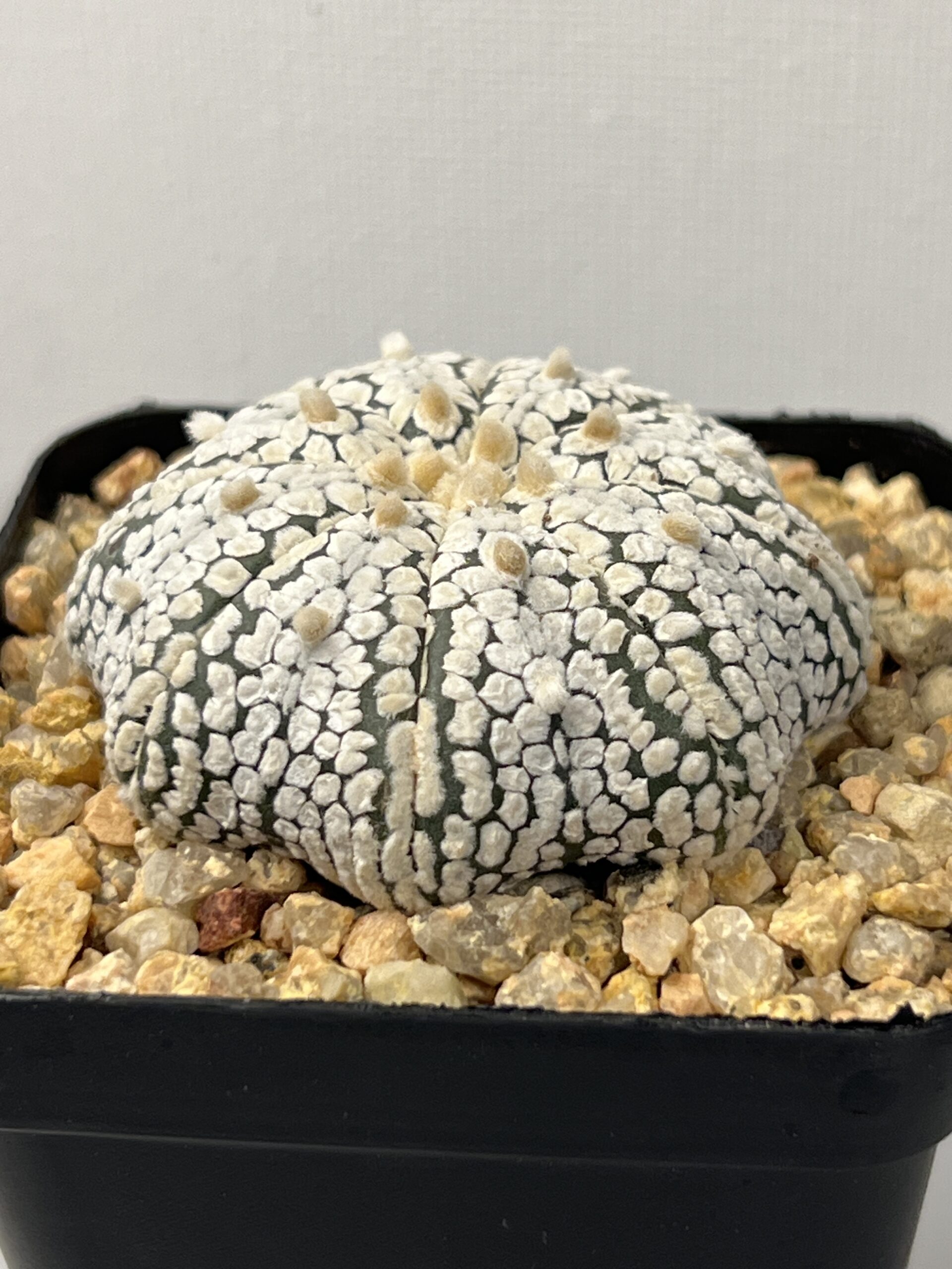 Astrophytum asterias cv. Super Kabuto Snow Star Shape - Imagen 2